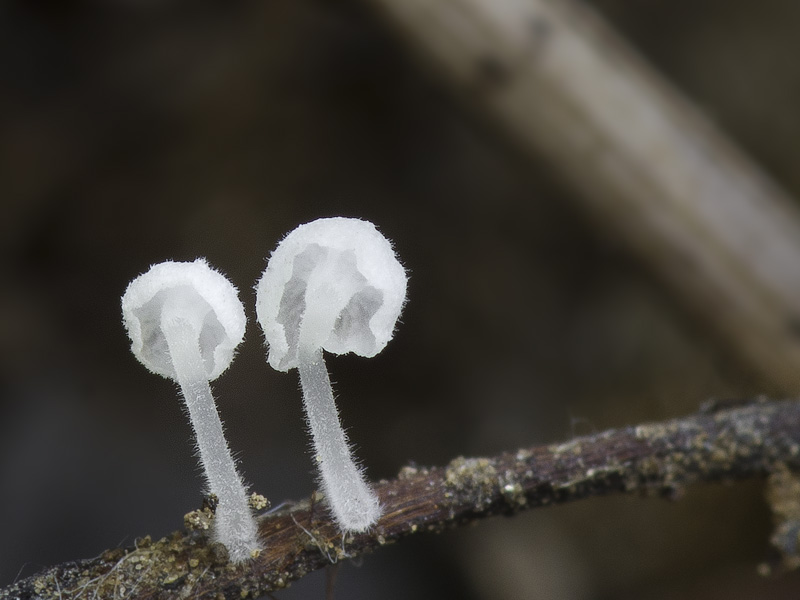 Hemimycena crispula